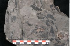 Foto (Detailansicht) von Plantae indet.  (NHMW-GEO-2024-0188-11384)